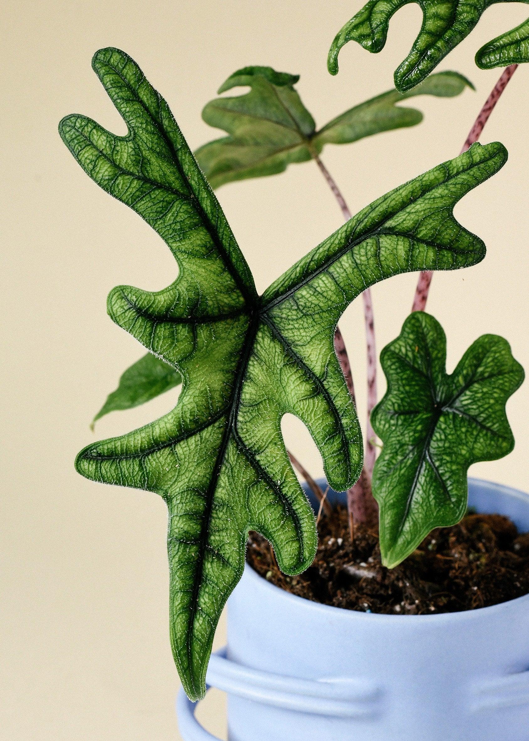 Alocasia Jacklyn Baby - Image 4