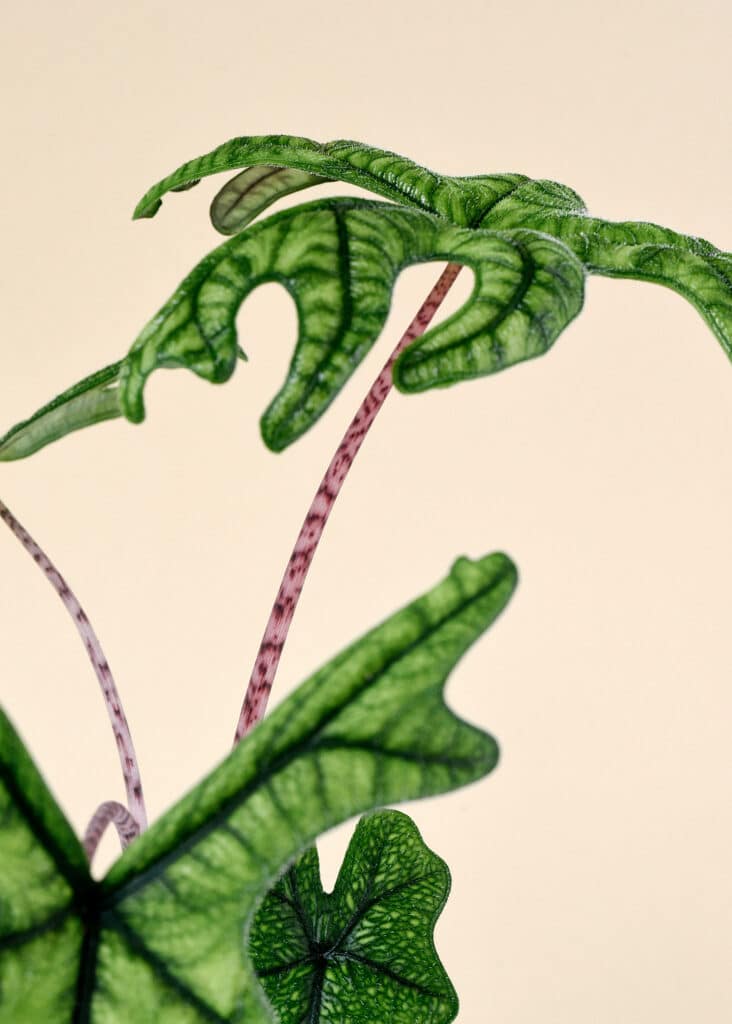 Alocasia Jacklyn Baby - Image 3