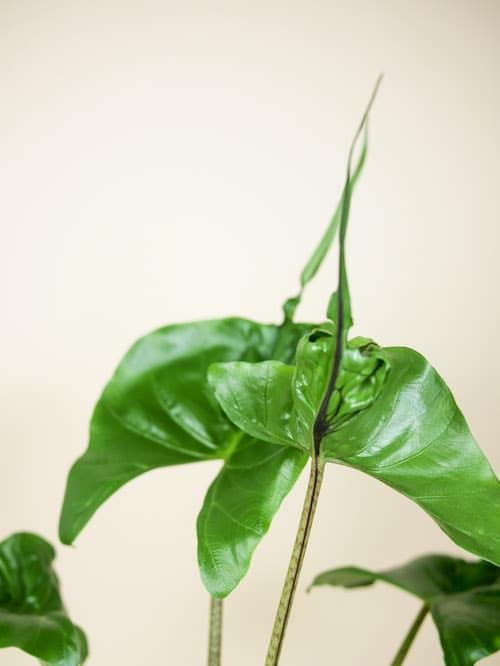 Alocasia macrorrhiza ‘Stingray’ Medium - Image 3