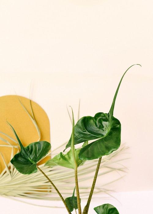 Alocasia macrorrhiza ‘Stingray’ Medium - Image 5