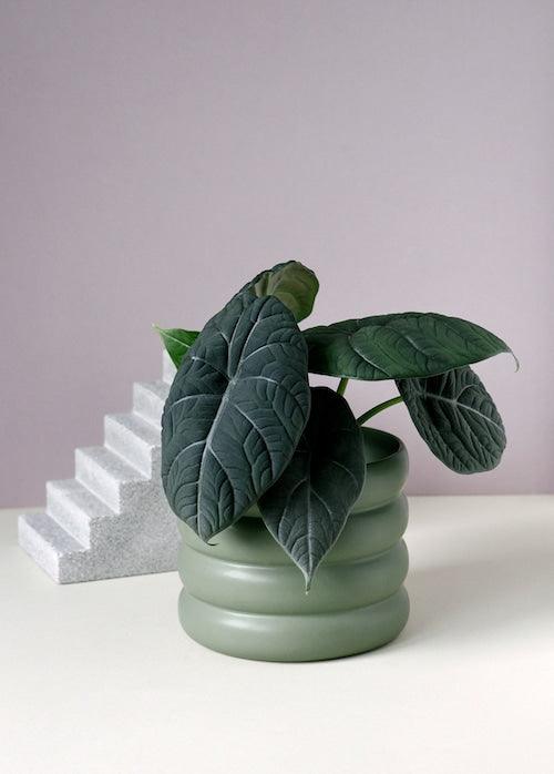 Alocasia Maharani M - Image 3