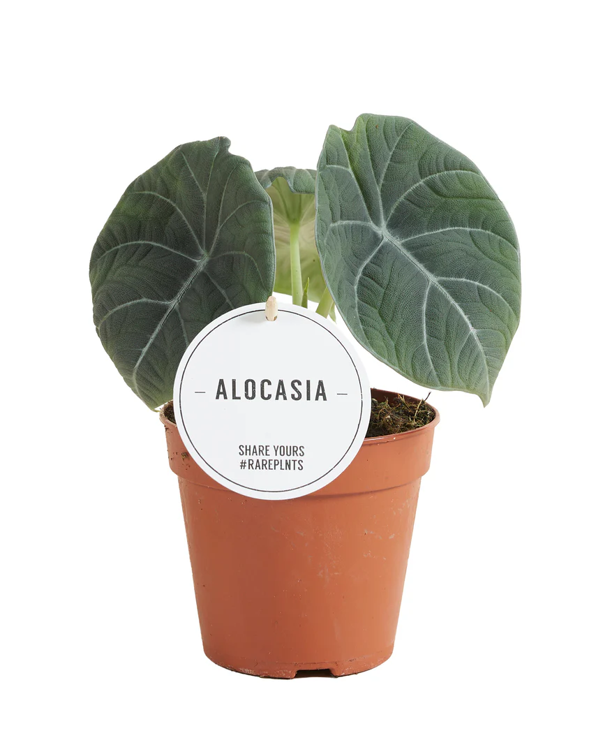 Alocasia Maharani M - Image 4